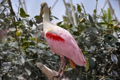 edefrutos_28042012_142823