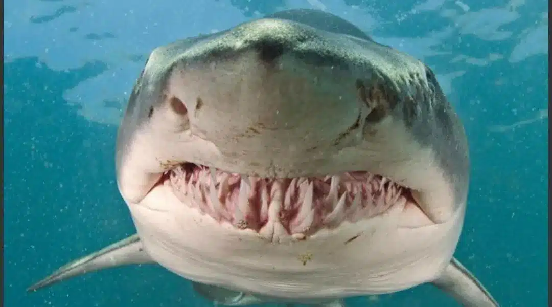 El tiburón tigre, un depredador clave para el océano